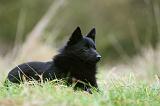 SCHIPPERKE 838